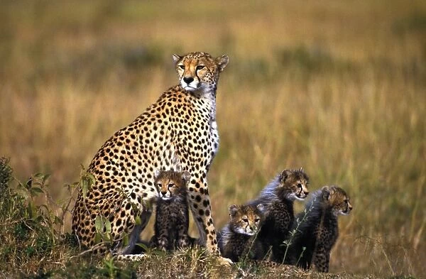 Cheetah - Maasai Mara - Kenya - Africa