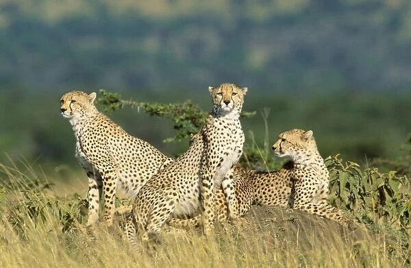 Cheetah Maasai Mara, Kenya, Africa