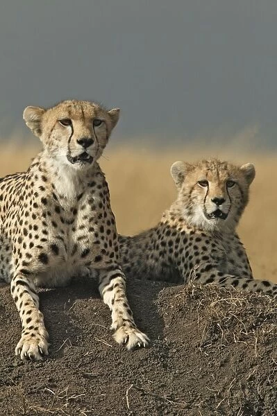 Cheetah. Maasai Mara National Park - Kenya - Africa