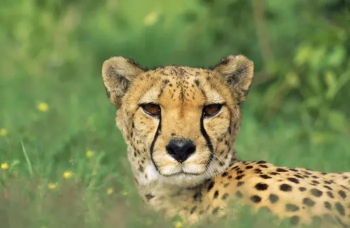 Framed Print : Cheetah - male, in rainy season with green vegatation. Namibia, Africa