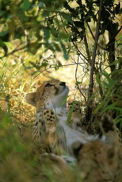 Cheetah - Masai Mara National Reserve - Kenya JFL03266