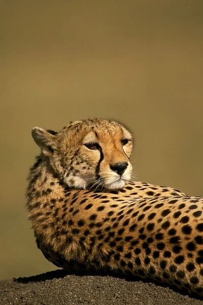 Cheetah - Masai Mara National Reserve - Kenya JFL03269