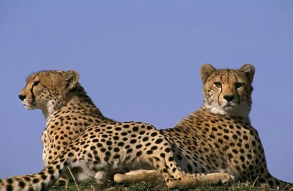 Cheetah - Masai Mara National Reserve - Kenya JFL03271