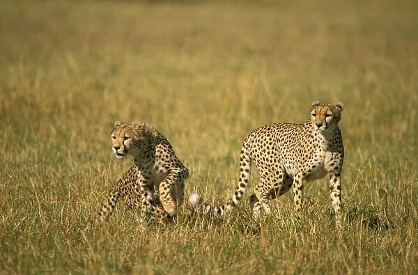 Cheetah - Masai Mara National Reserve - Kenya JFL03277