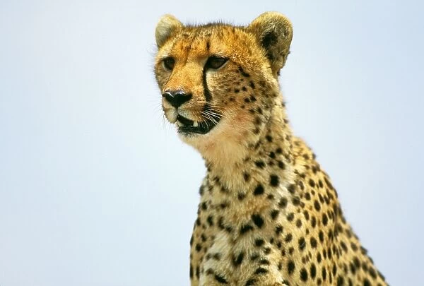 Cheetah - Masai Mara National Reserve - Kenya JFL03275