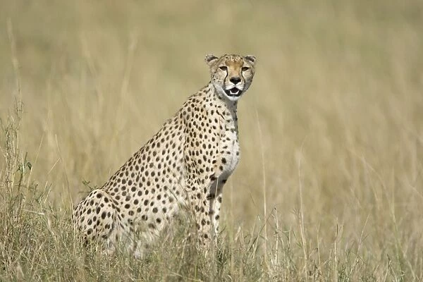 Cheetah - Masai Mara Reserve - Kenya