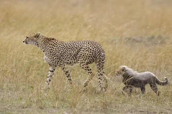 Cheetah - mother with 10-12 week old cub - Maasai Mara Reserve - Kenya