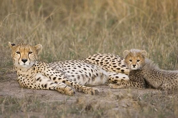 Cheetah - mother with 10-12 week old cub - Maasai Mara Reserve - Kenya