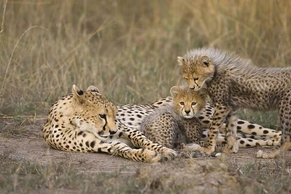 Cheetah - mother with 10-12 week old cubs - Maasai Mara Reserve - Kenya