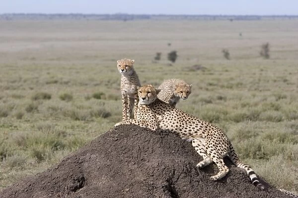Cheetah - mother and 4. 5 month old cubs on termite mound - Ngorongoro Conservation Area - Tanzania