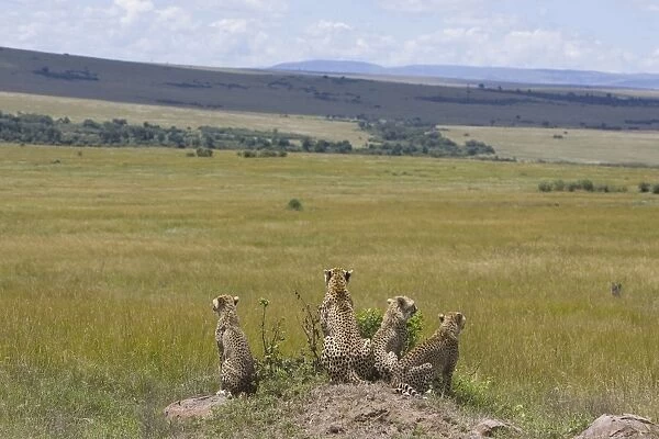 Cheetah - mother and 6 month old cubs on termite mound looking out over plains - Masai Mara Conservancy - Kenya