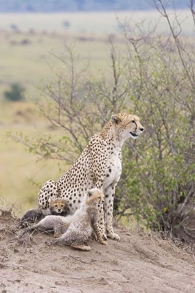 Cheetah - mother and 7 week old cub(s) - Maasai Mara Reserve - Kenya