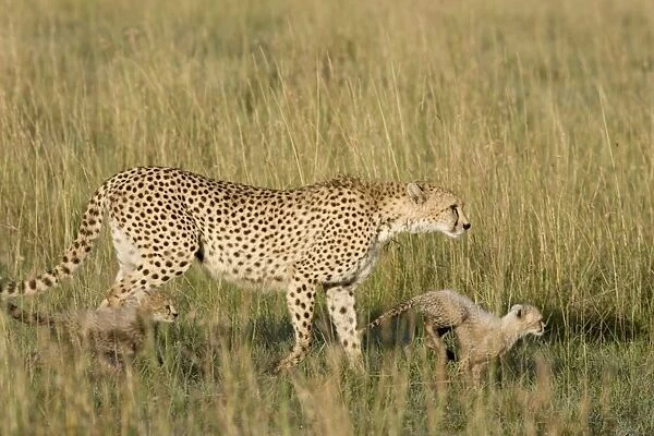 Cheetah - mother and 8 week old cubs in long grass - Maasai Mara Reserve - Kenya