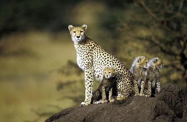 Cheetah - mother with cubs