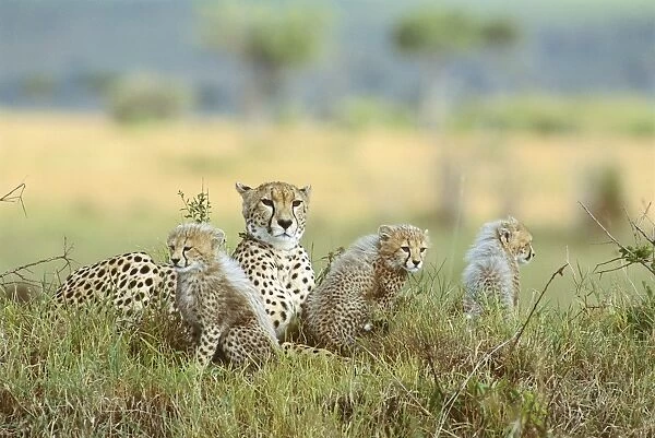 Cheetah - mother and cubs, Masai Mara National Reserve, Kenya JFL06171