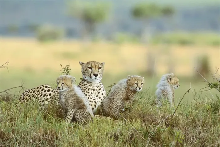 Framed Print : Cheetah - mother and cubs, Masai Mara National Reserve, Kenya JFL06171 Framed Print : Cheetah - mother and cubs, Masai Mara National Reserve, Kenya JFL06171