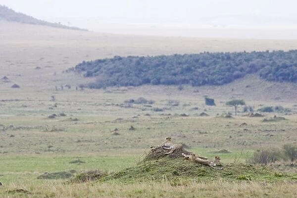 Cheetah - mother and cubs resting on termite mound - Masai Mara - Kenya - Africa