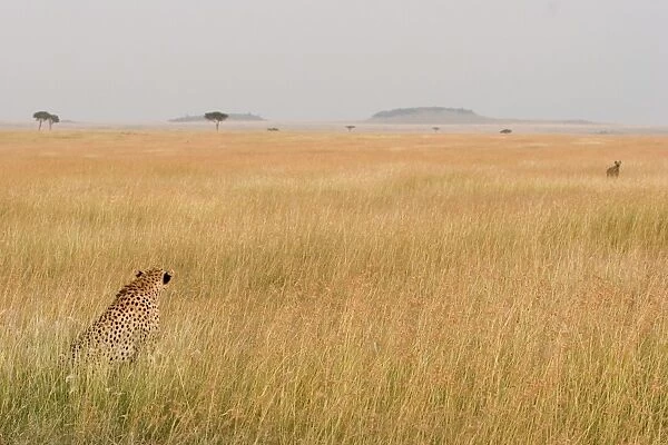 Cheetah - mother with cubs watching Hyena approaching - Maasai Mara Reserve - Kenya