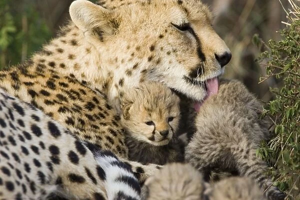Cheetah - mother grooming 13 day old cubs - Maasai Mara Reserve - Kenya