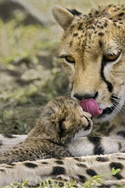 Cheetah - mother grooming 6 day old cub(s) - Maasai Mara Reserve - Kenya