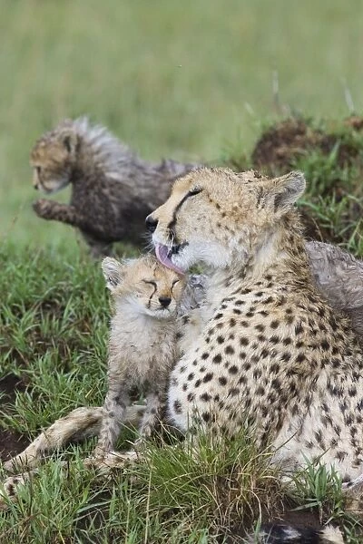 Cheetah - mother grooming 8 week old cub after rain - Maasai Mara Reserve - Kenya