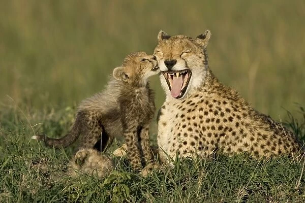 Cheetah - mother with mouth wide open and 8 week old cub - Maasai Mara Reserve - Kenya