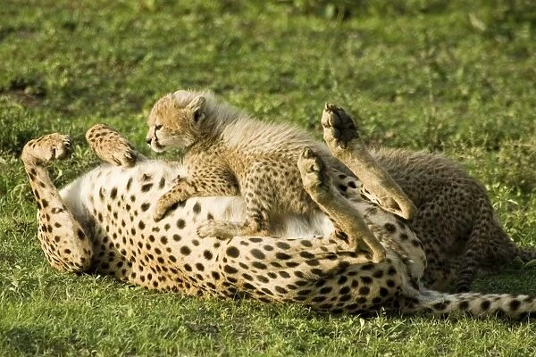 Cheetah - Mother playing with her calf - Ngorongoro - Tanzania - Africa