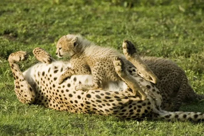 Framed Print : Cheetah - Mother playing with her calf - Ngorongoro - Tanzania - Africa Framed Print : Cheetah - Mother playing with her calf - Ngorongoro - Tanzania - Africa