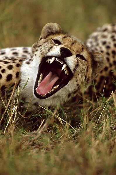 Cheetah - with mouth open - Masai Mara National Reserve - Kenya JFL03262