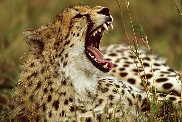 Cheetah - with mouth open - Masai Mara National Reserve - Kenya JFL03264