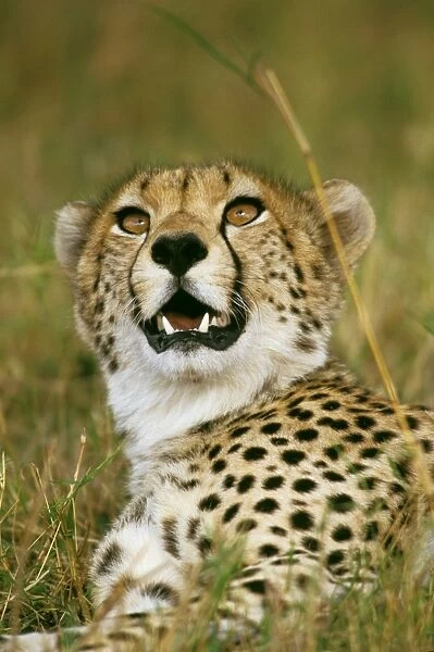 Cheetah - with mouth open - Masai Mara National Reserve - Kenya JFL03265