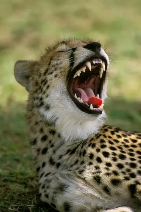 Framed Print : Cheetah - with mouth open - Masai Mara National Reserve - Kenya JFL03263