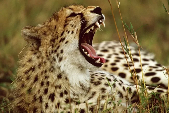 Framed Print : Cheetah - with mouth open - Masai Mara National Reserve - Kenya JFL03264 Framed Print : Cheetah - with mouth open - Masai Mara National Reserve - Kenya JFL03264
