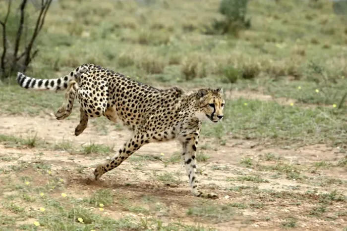 Framed Print : Cheetah Namibia Framed Print : Cheetah Namibia