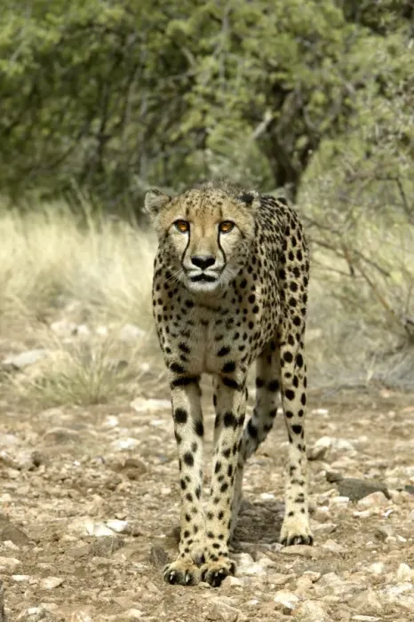 Framed Print : Cheetah Namibia Framed Print : Cheetah Namibia