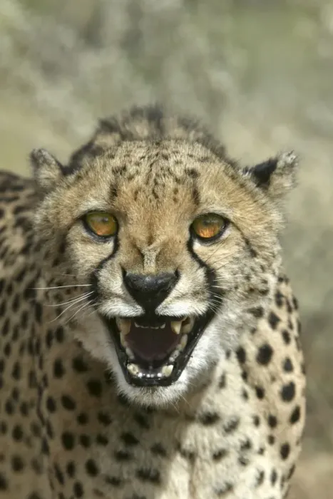 Framed Print : Cheetah Namibia Framed Print : Cheetah Namibia