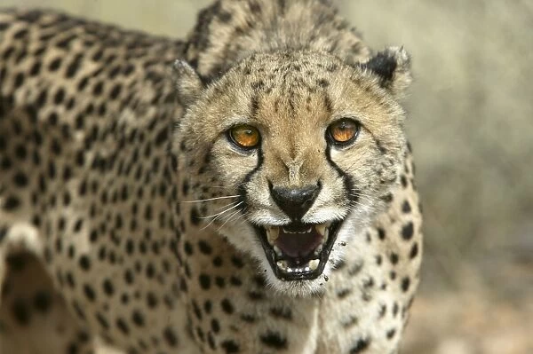 Cheetah Namibia