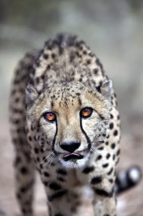 Framed Print : Cheetah Namibia