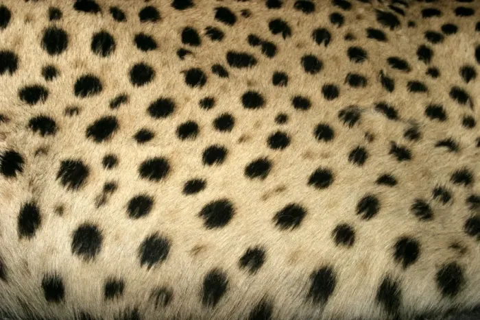 Framed Print : Cheetah Namibia Framed Print : Cheetah Namibia
