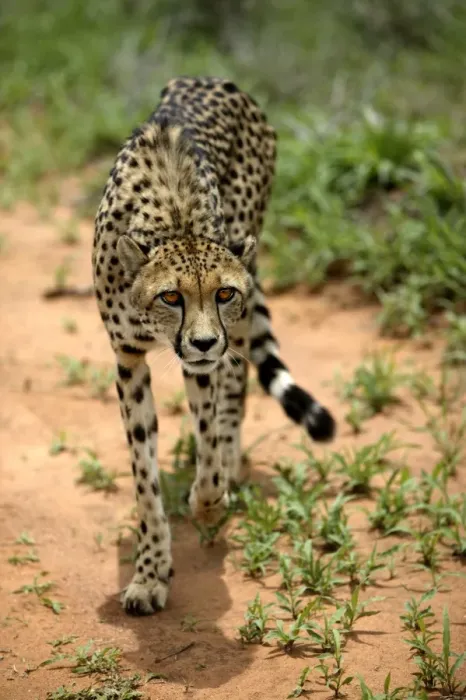 Framed Print : Cheetah Namibia
