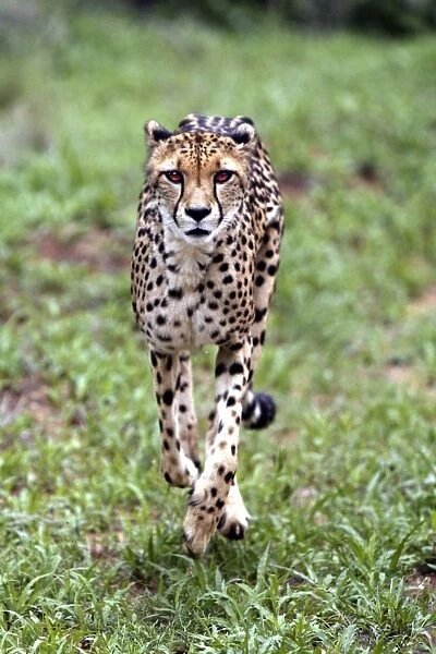 Cheetah Namibia