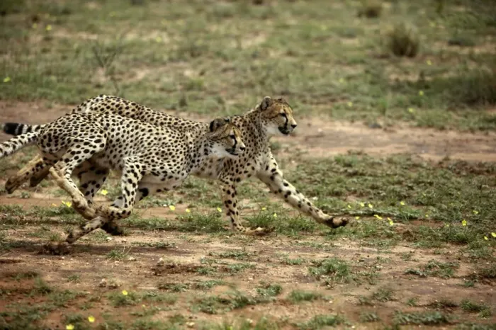 Framed Print : Cheetah Namibia