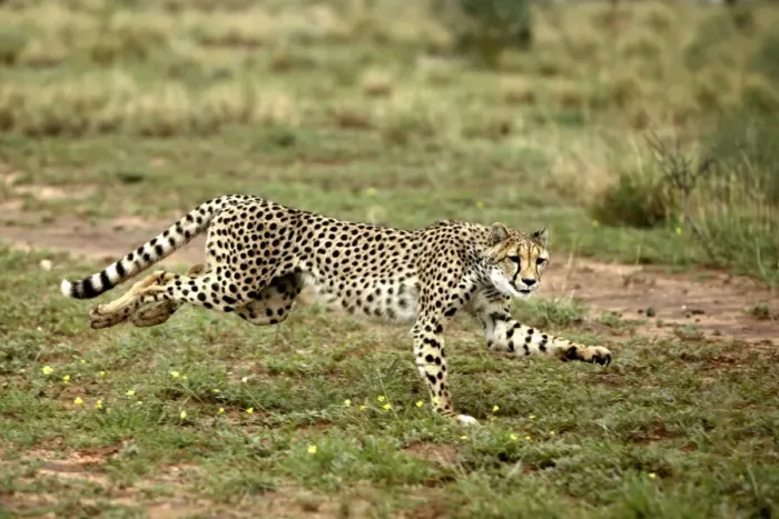 Framed Print : Cheetah Namibia Framed Print : Cheetah Namibia
