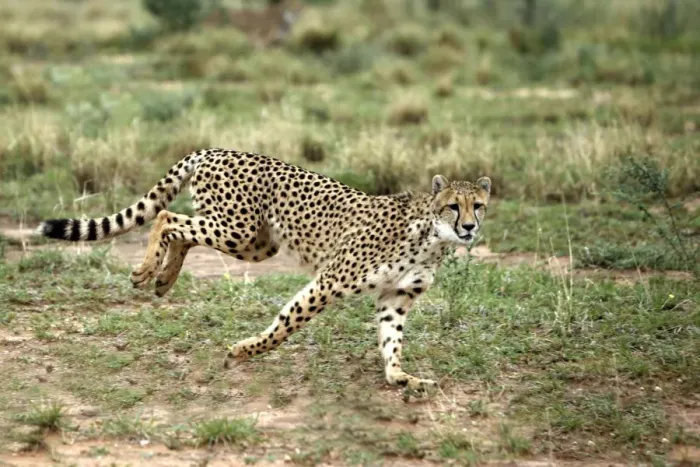 Framed Print : Cheetah. Namibia