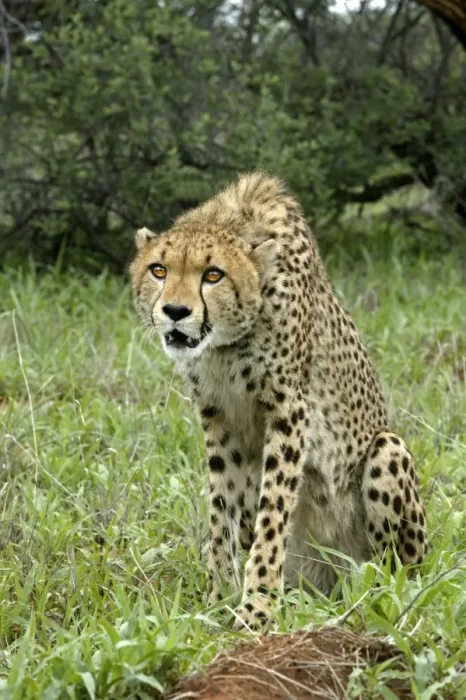 Framed Print : Cheetah. Namibia Framed Print : Cheetah. Namibia