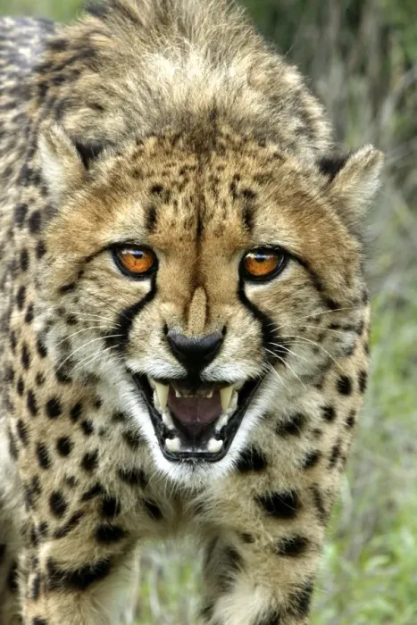 Framed Print : Cheetah. Namibia