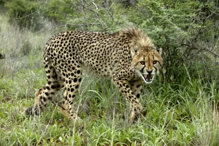 Framed Print : Cheetah. Namibia Framed Print : Cheetah. Namibia