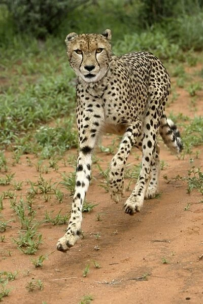 Cheetah. Namibia