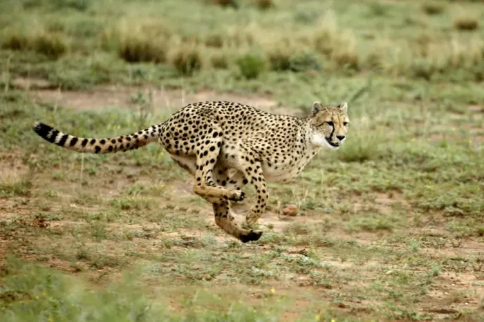 Framed Print : Cheetah Namibia Framed Print : Cheetah Namibia