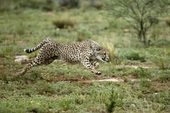 Framed Print : Cheetah Namibia